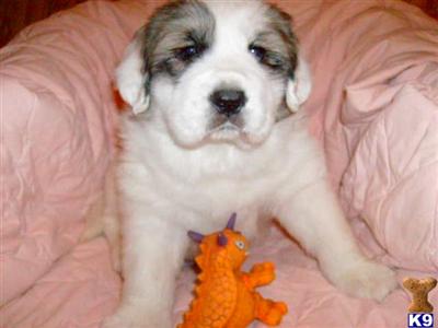 Puppies in VA